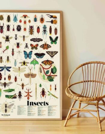 Poster en stickers - insectes